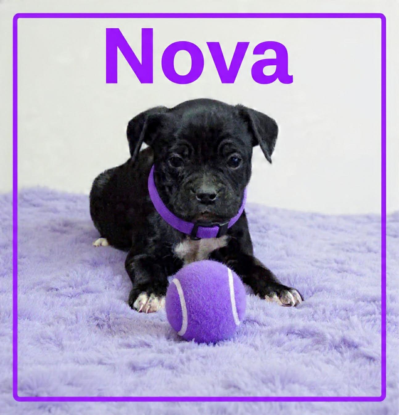Enlarge Nova, a ADOPTABLE mixed breed in Grove, OK image 3/5