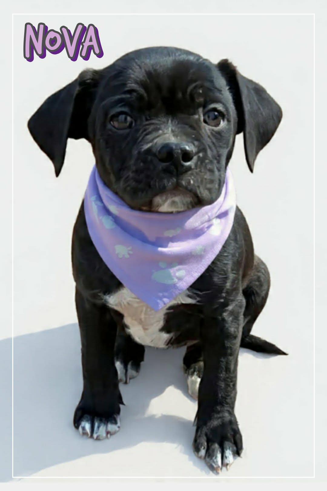 Enlarge Nova, a ADOPTABLE mixed breed in Grove, OK image 2/5