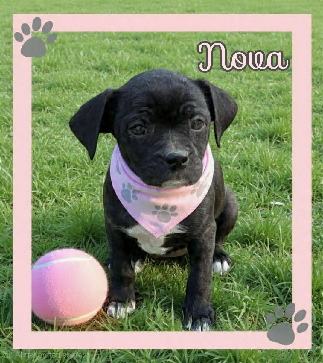 Enlarge Nova, a ADOPTABLE mixed breed in Grove, OK image 1/5