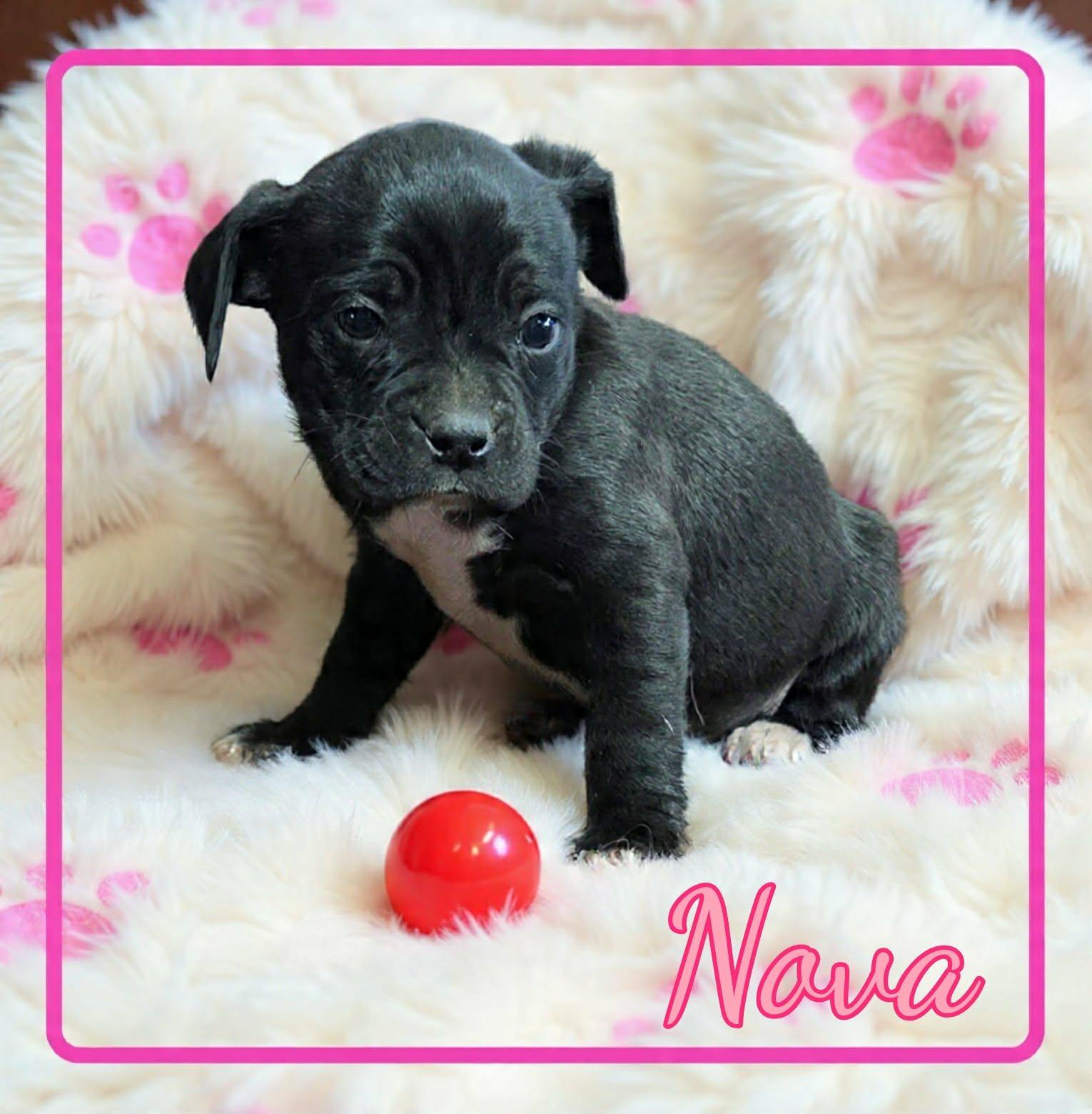 Enlarge Nova, a ADOPTABLE mixed breed in Grove, OK image 4/5
