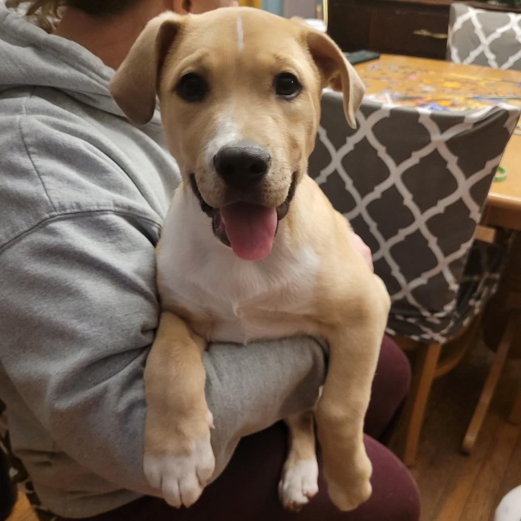 Charlie, Adoptable, Puppy Male Hound & Retriever.