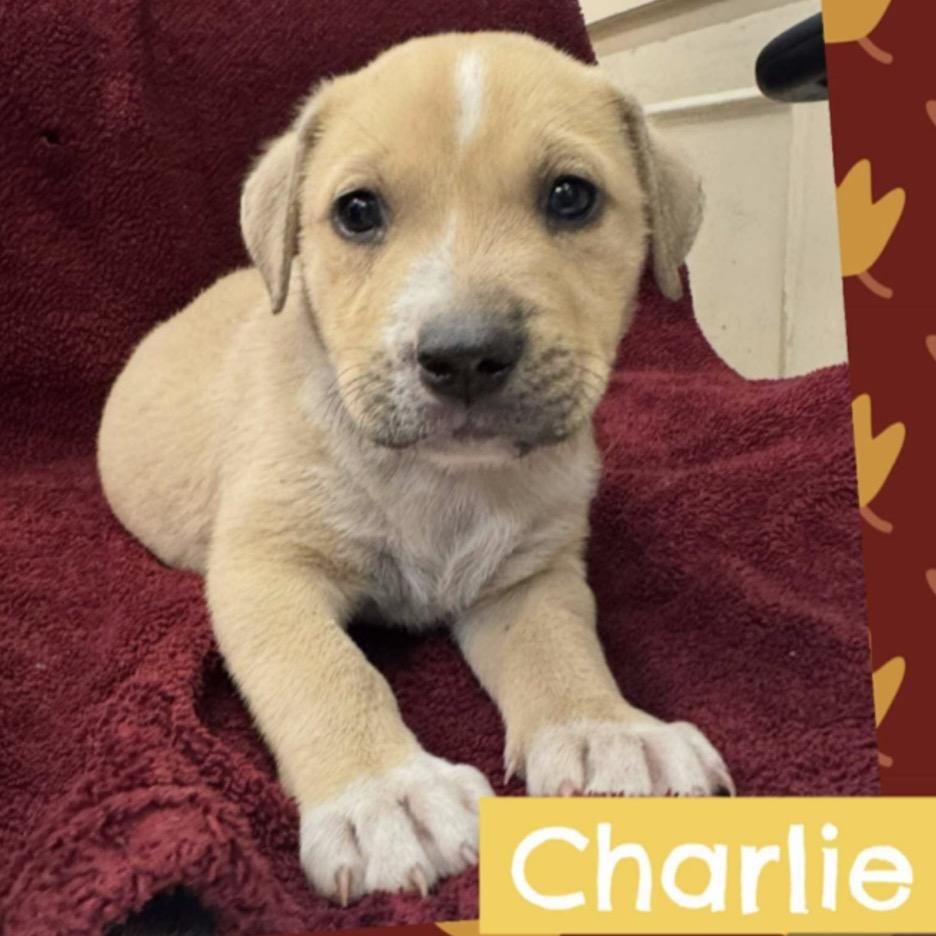 Charlie, a Adoptable mixed breed in Griswold, CT image 1/6
