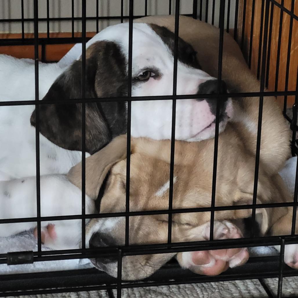 Charlie, a Adoptable mixed breed in Griswold, CT image 3/6