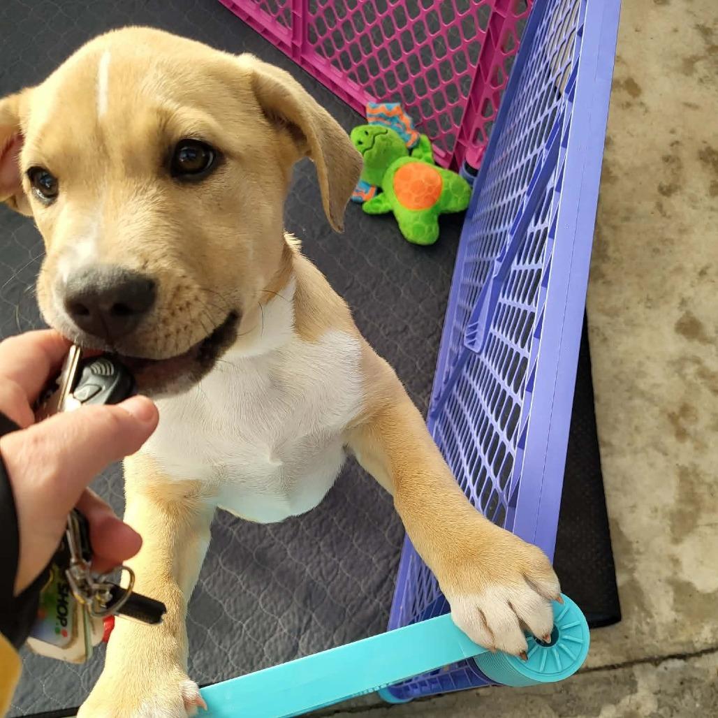Charlie, a Adoptable mixed breed in Griswold, CT image 5/6