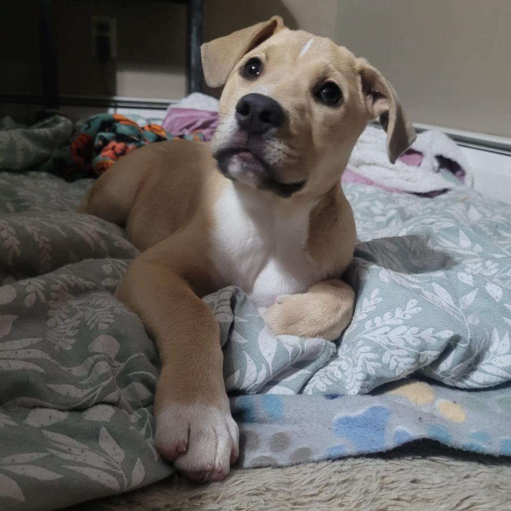 Charlie, a Adoptable mixed breed in Griswold, CT image 6/6