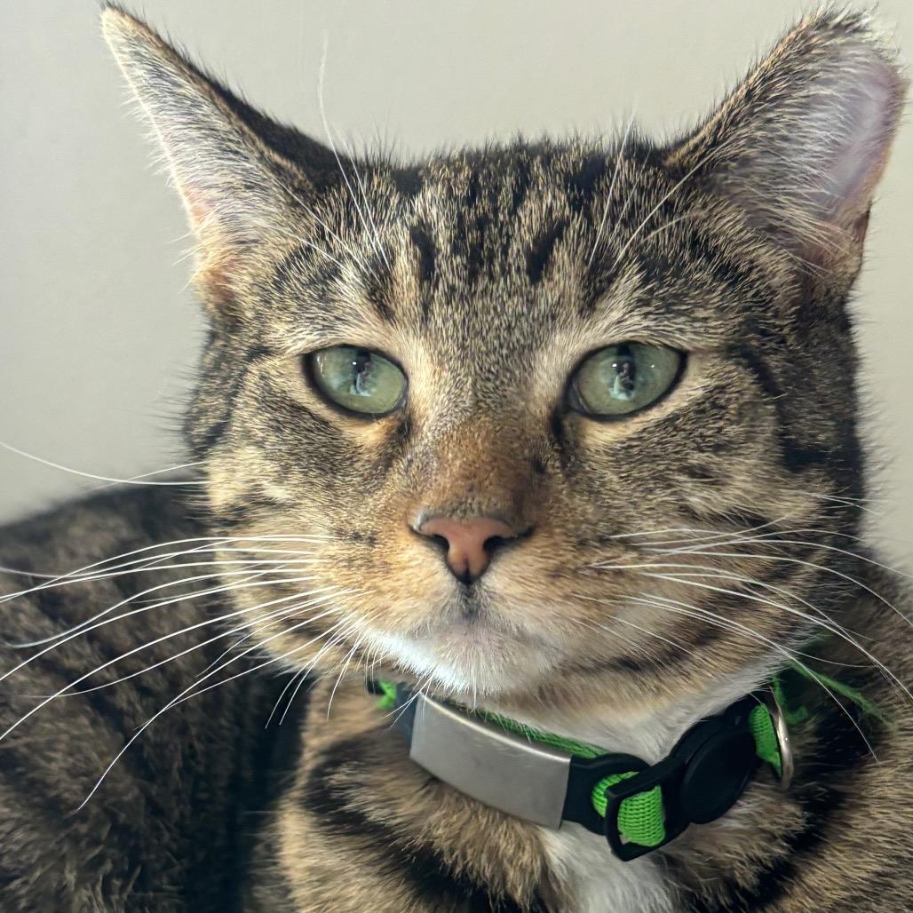 Rowan 80C25, Adoptable, Young Male Domestic Short Hair & Domestic Short Hair.