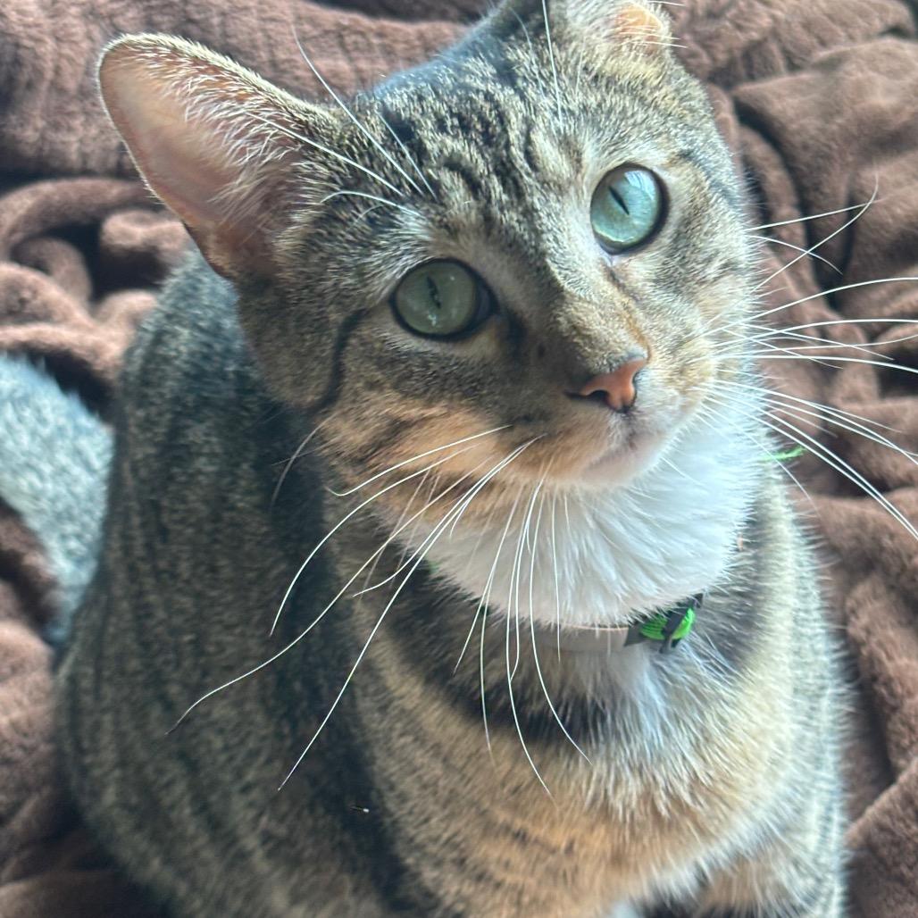 Rowan 80C25, Adoptable, Young Male Domestic Short Hair & Domestic Short Hair.