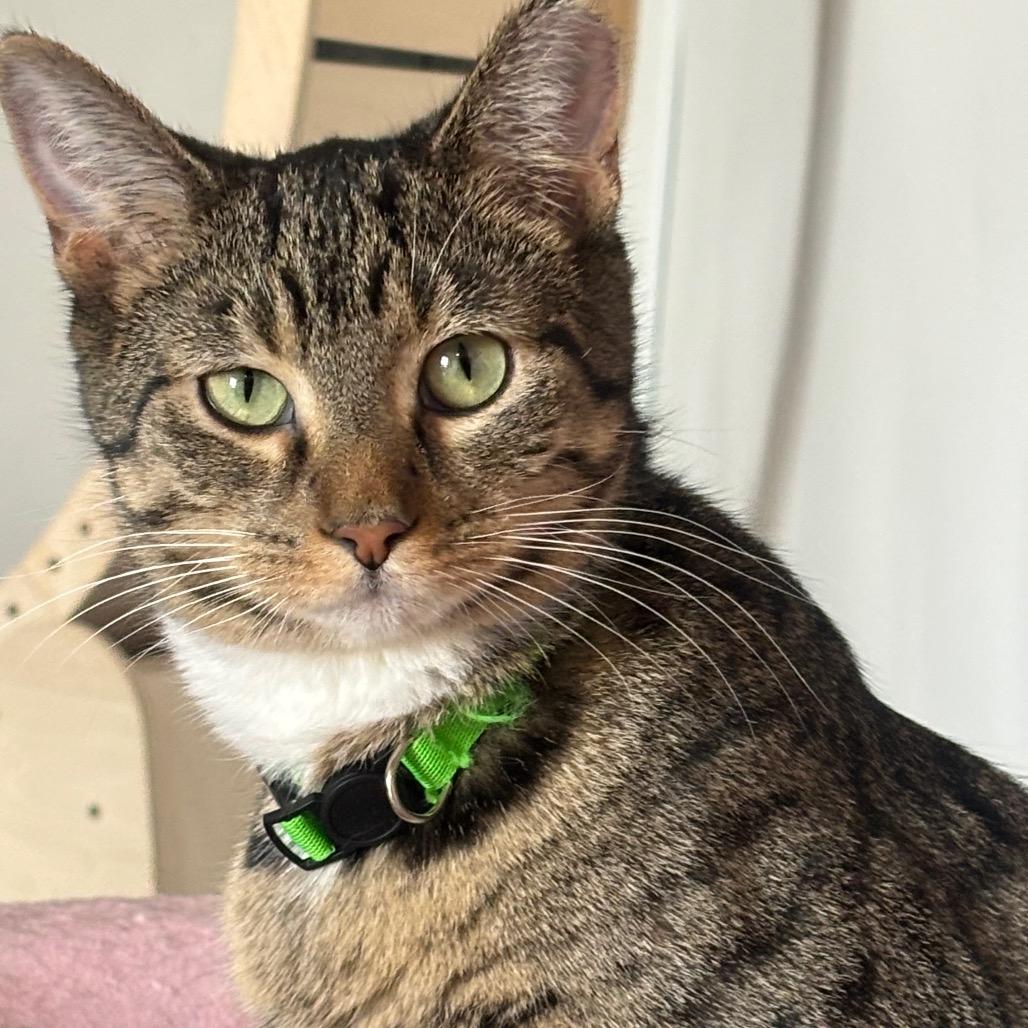 Enlarge Rowan 80C25, a Adoptable mixed breed in Napoleon, OH image 4/6