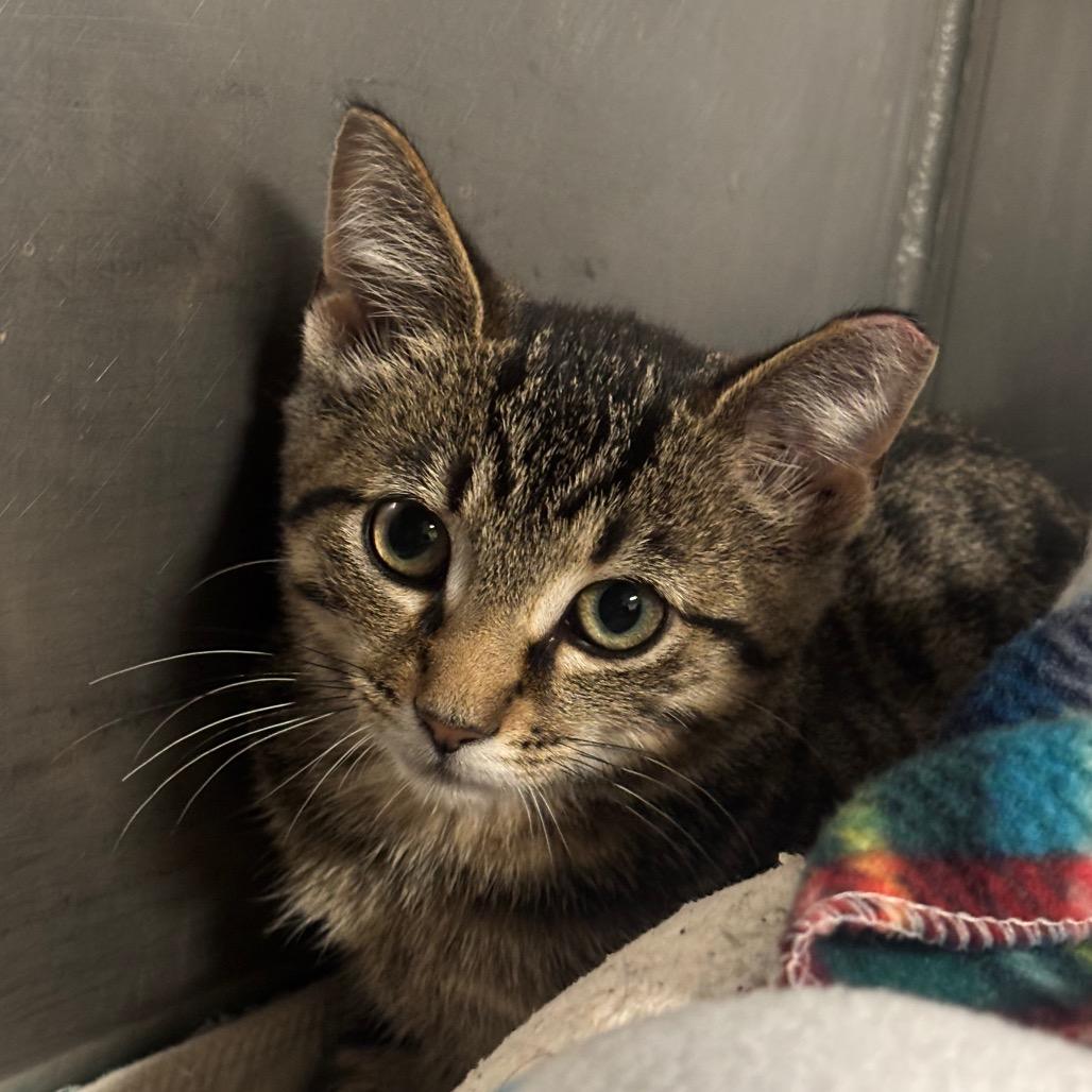 Enlarge Rowan 80C25, a Adoptable mixed breed in Napoleon, OH image 3/4