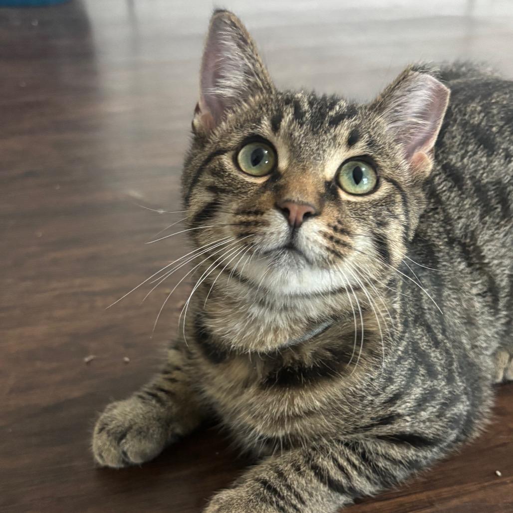 Enlarge Rowan 80C25, a Adoptable mixed breed in Napoleon, OH image 4/4