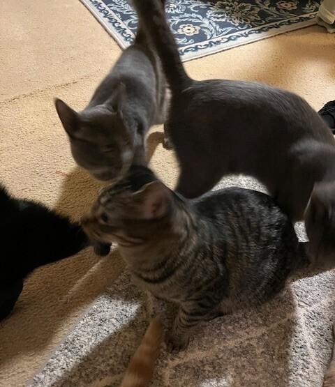 Tiger Lily, Adoptable, Kitten Female Domestic Short Hair.