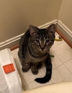 Enlarge Tiger Lily, a Adoptable Domestic Short Hair in Stafford, VA image 1/5