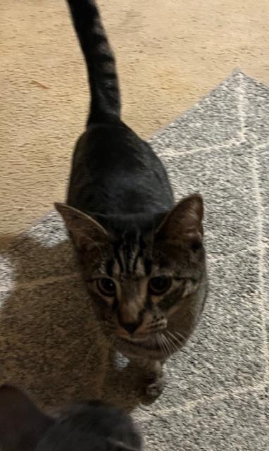 Tiger Lily, a Adoptable Domestic Short Hair in Stafford, VA image 3/6