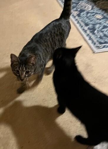 Tiger Lily, a Adoptable Domestic Short Hair in Stafford, VA image 4/6