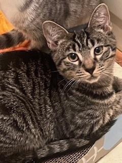 Enlarge Tiger Lily, a Adoptable Domestic Short Hair in Stafford, VA image 2/5