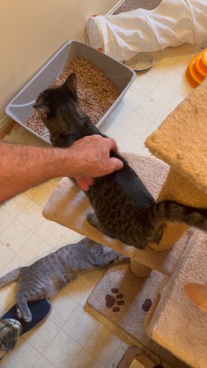 Enlarge Tiger Lily, a Adoptable Domestic Short Hair in Stafford, VA video 3/5