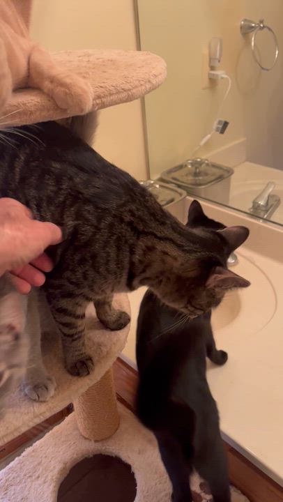 Enlarge Tiger Lily, a Adoptable Domestic Short Hair in Stafford, VA video 5/5