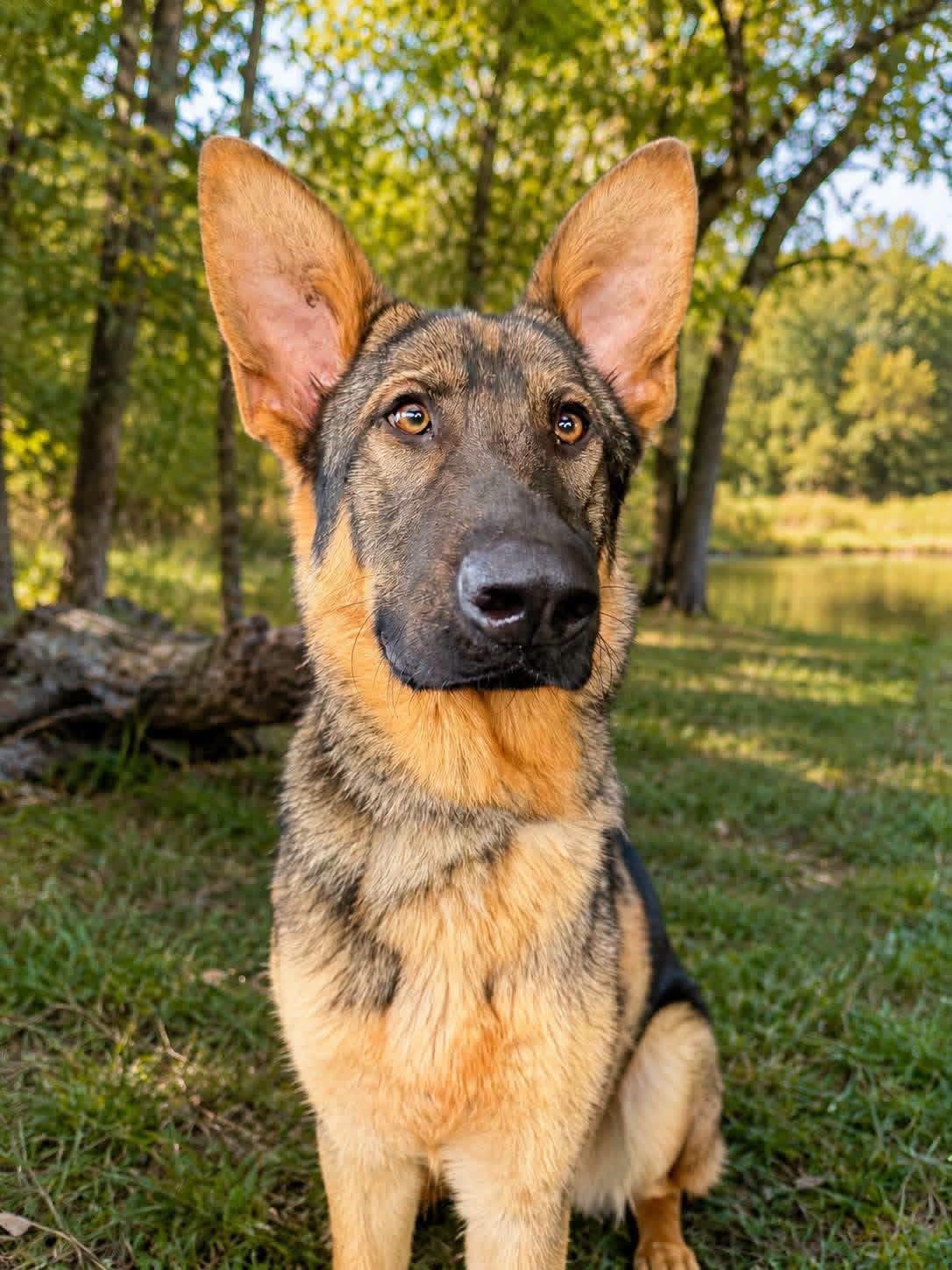Enlarge Martin, a Adoptable mixed breed in Jefferson City, MO image 3/6