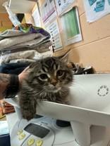 Milli, Adoptable, Kitten Female Domestic Long Hair.