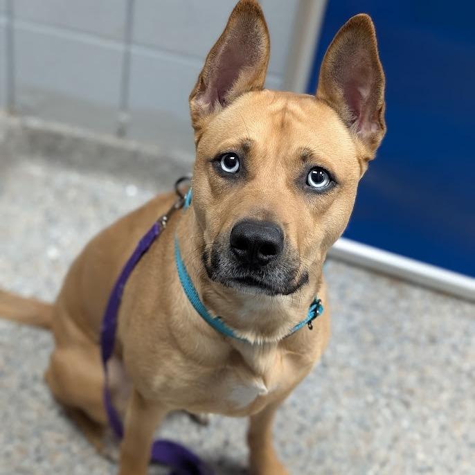 Enlarge Raya, a Adoptable Mixed Breed in West Olive, MI image 1/5