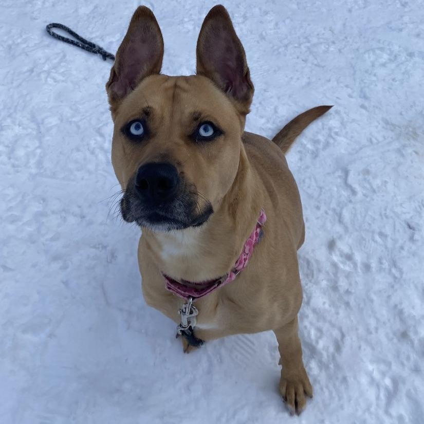 Enlarge Raya, a Adoptable Mixed Breed in West Olive, MI image 2/5