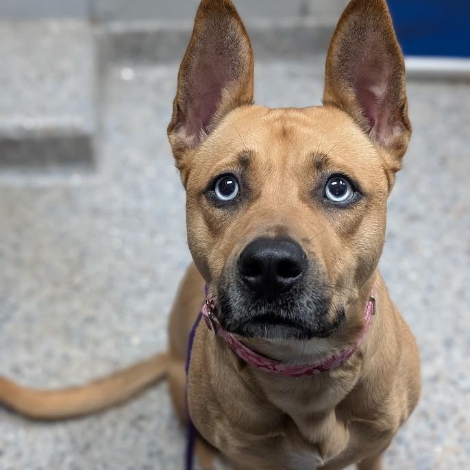 Enlarge Raya, a Adoptable Mixed Breed in West Olive, MI image 3/5