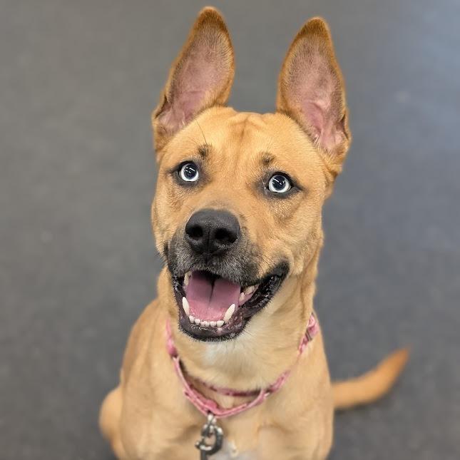 Enlarge Raya, a Adoptable Mixed Breed in West Olive, MI image 4/5