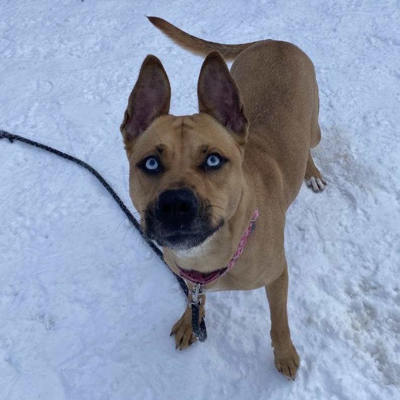 Enlarge Raya, a Adoptable Mixed Breed in West Olive, MI image 5/5