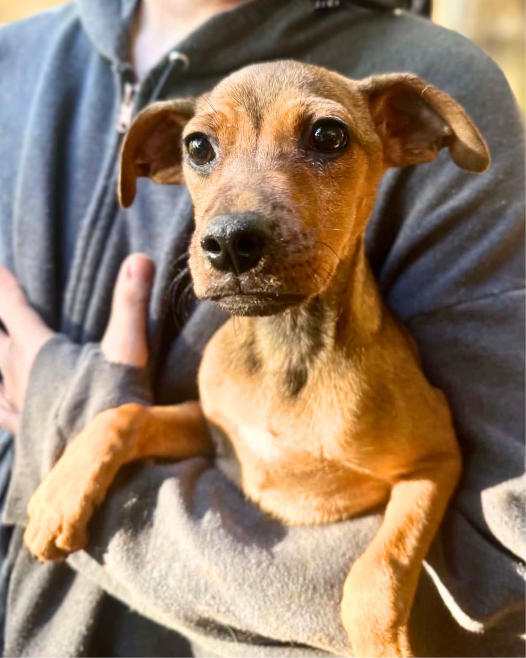 Enlarge Shapeshifter, a Adoptable mixed breed in New York, NY image 6/6