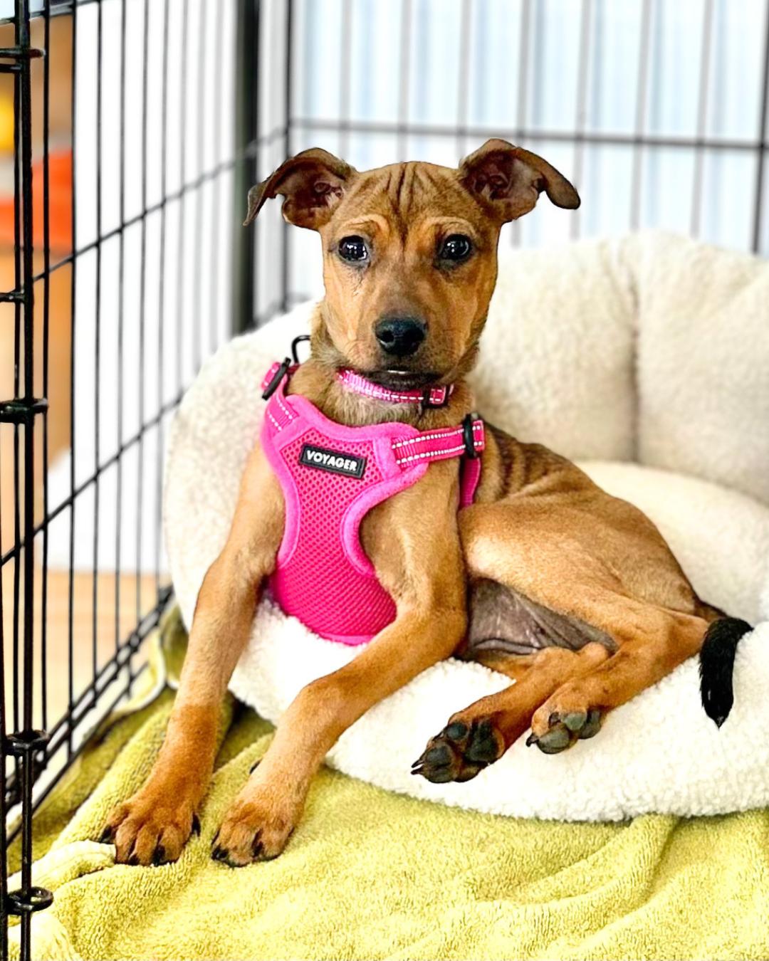 Enlarge Shapeshifter, a Adoptable mixed breed in New York, NY image 1/6