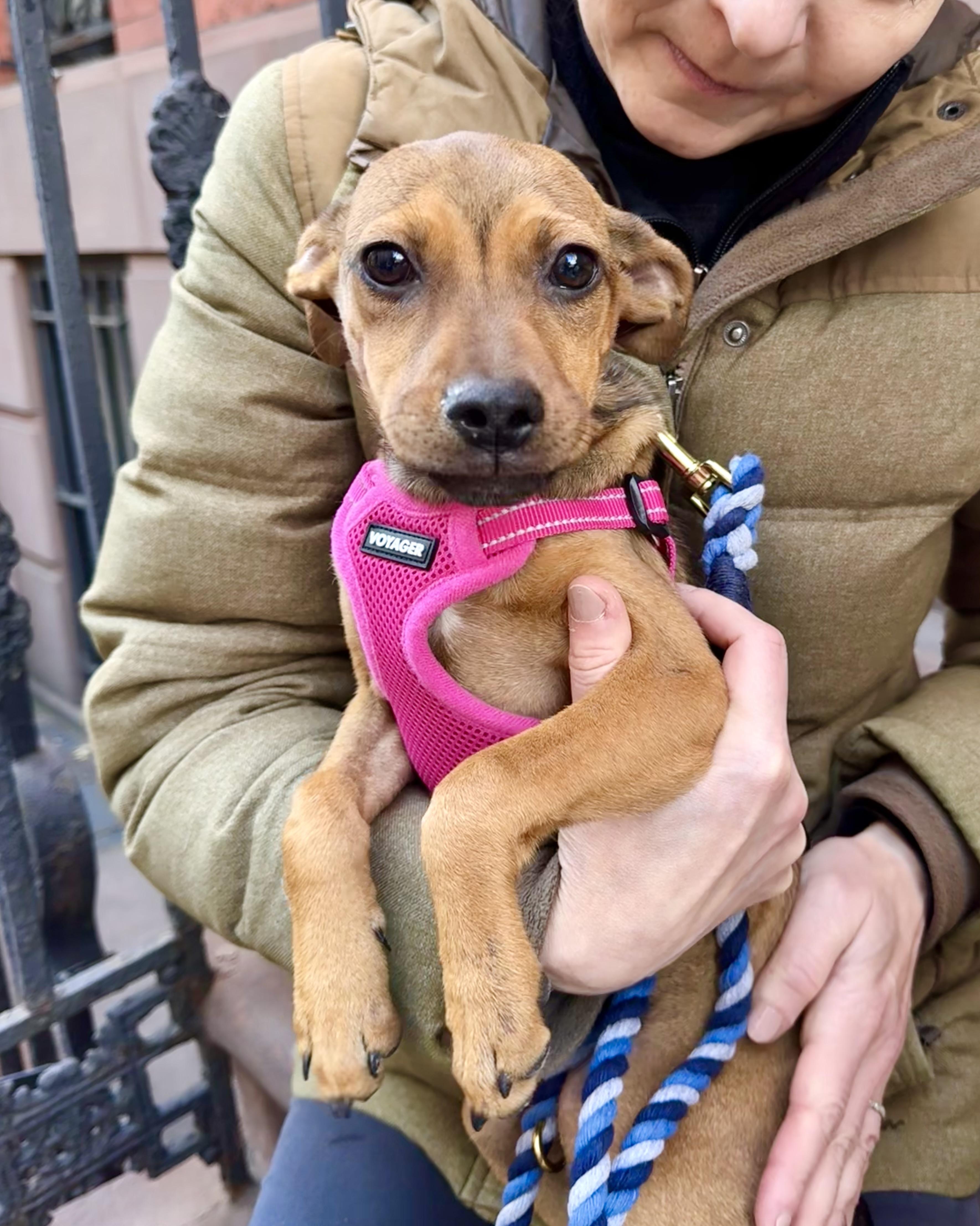 Enlarge Shapeshifter, a Adoptable mixed breed in New York, NY image 4/6