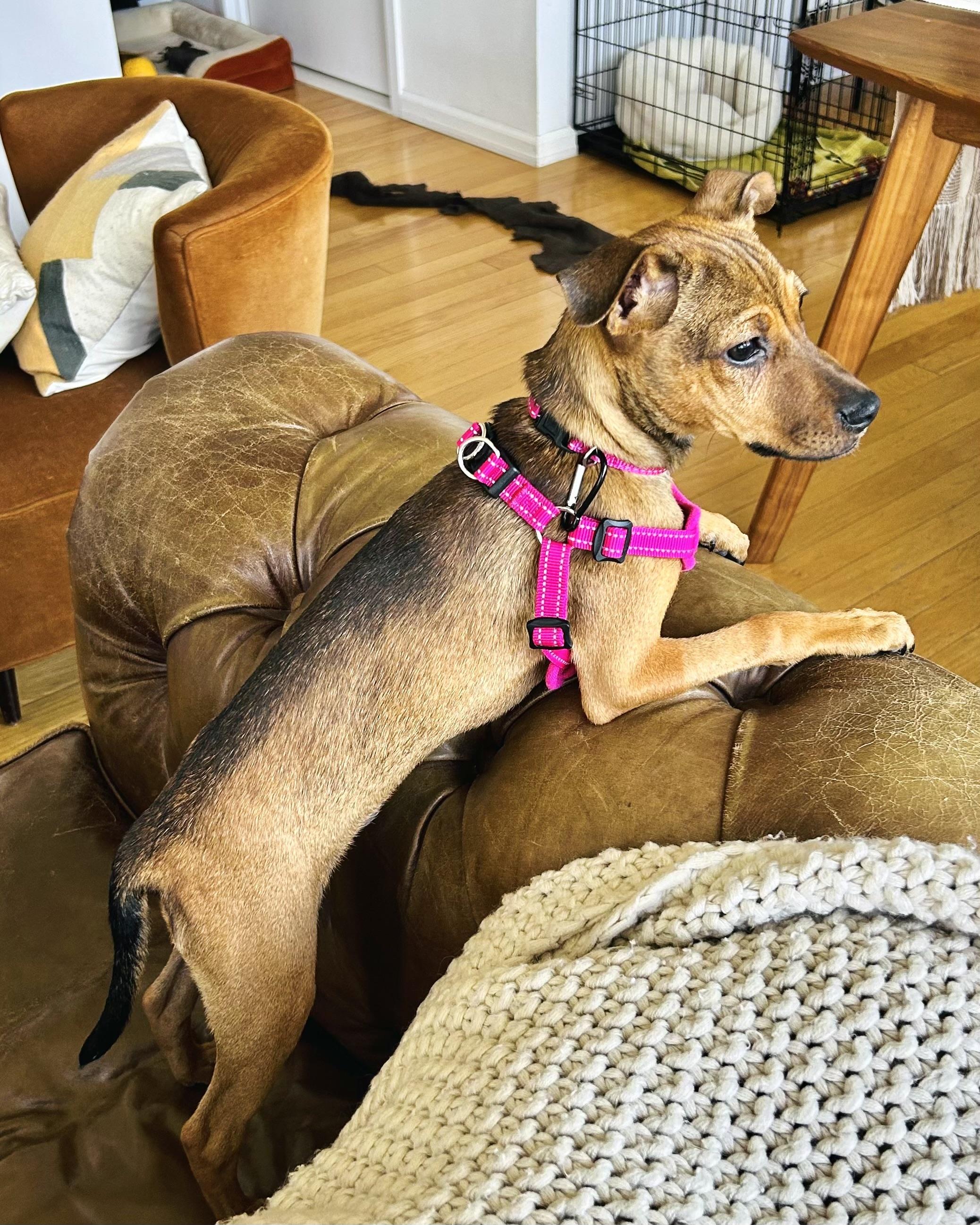 Enlarge Shapeshifter, a Adoptable mixed breed in New York, NY image 3/6