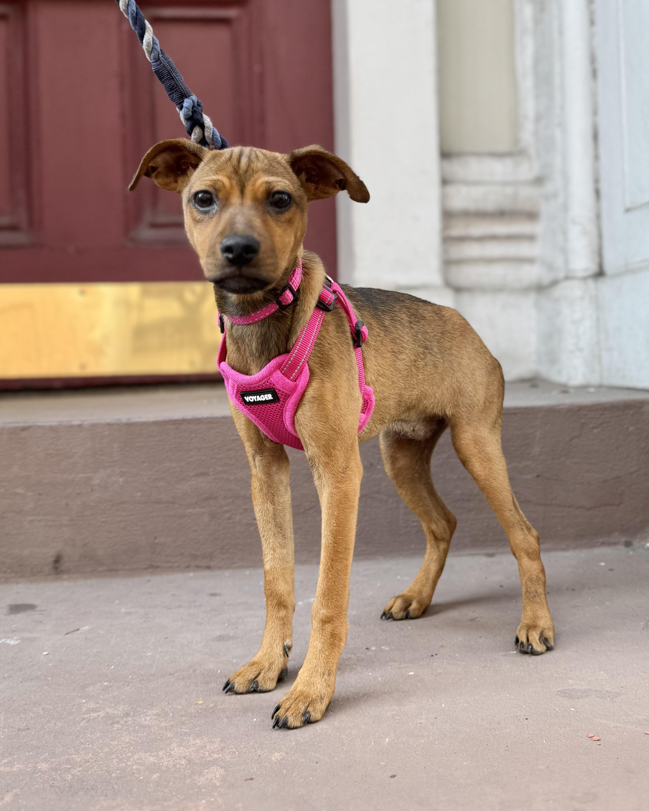 Enlarge Shapeshifter, a Adoptable mixed breed in New York, NY image 5/6