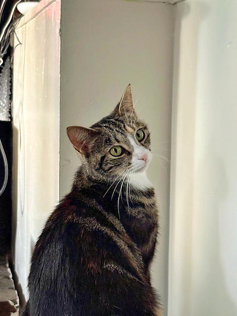 Enlarge Callie, a Adoptable Domestic Short Hair in Pittsburgh, PA image 1/1