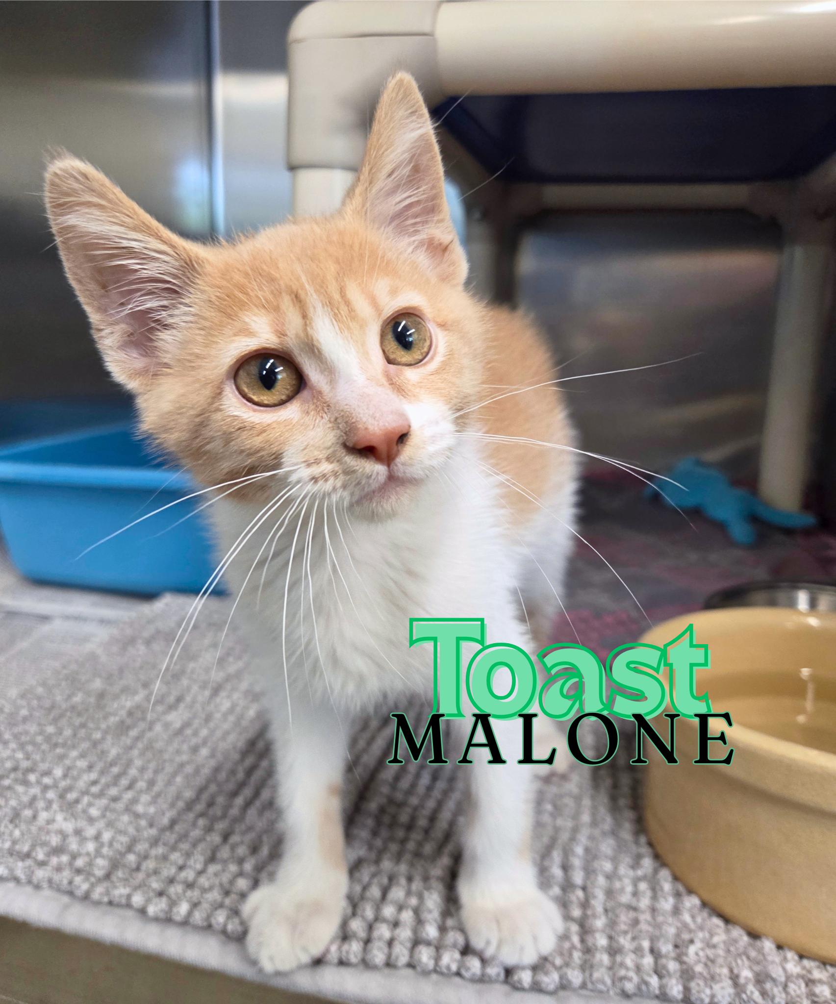 Enlarge Toast Malone, an adopted Domestic Short Hair in Nevada, IA image 1/1