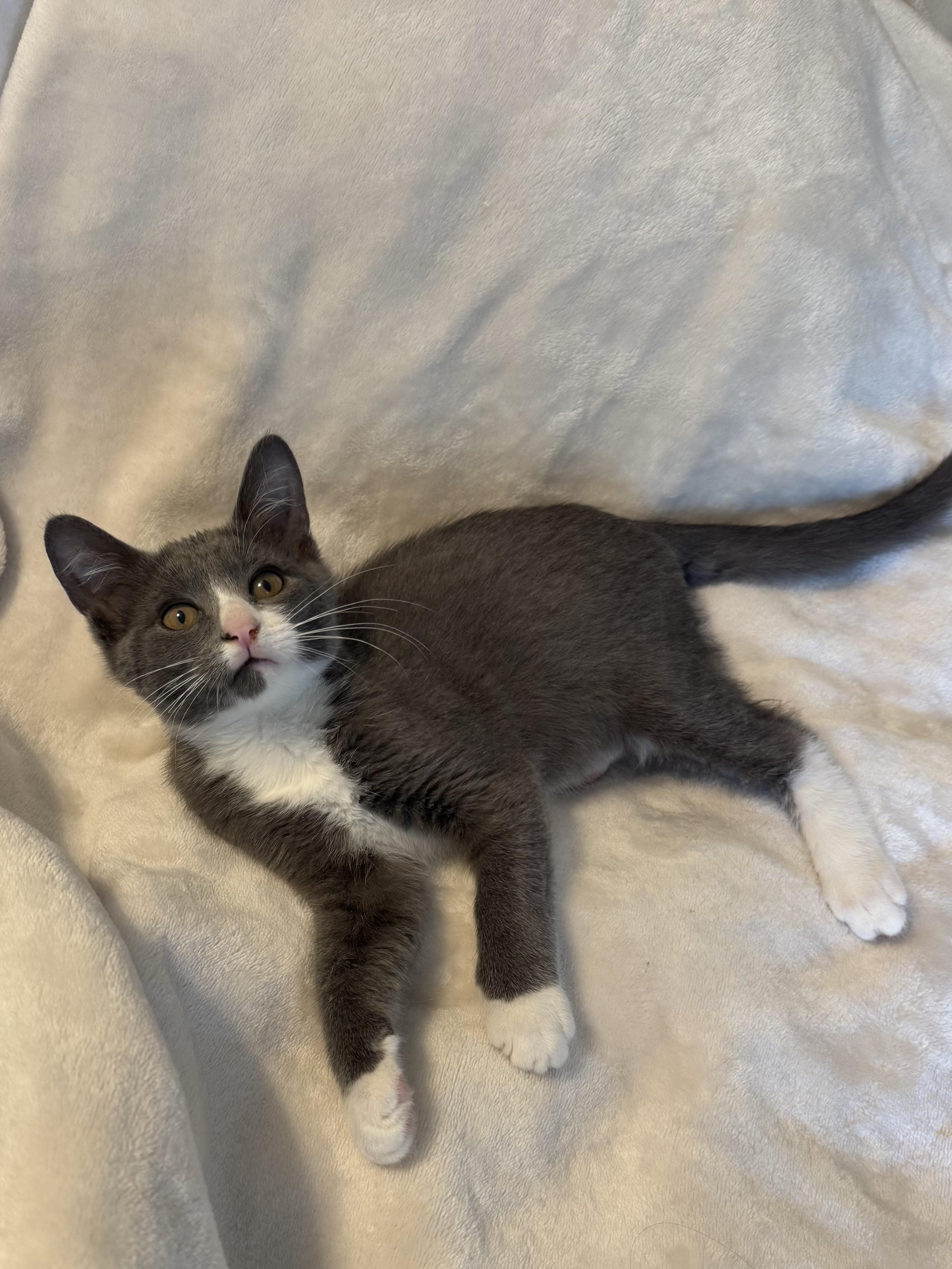 Enlarge Boots, a ADOPTABLE Domestic Short Hair in Wilmington, NC image 1/1