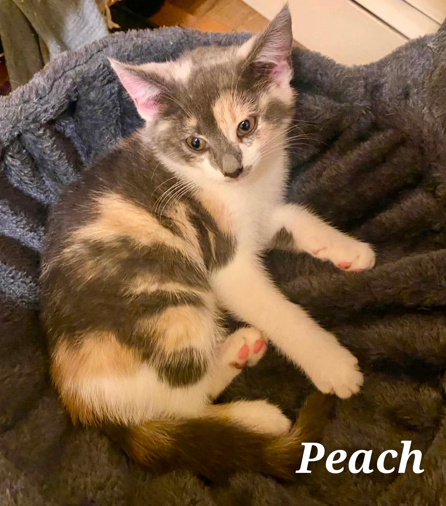 Peach, ADOPTABLE, Young Female Domestic Short Hair.