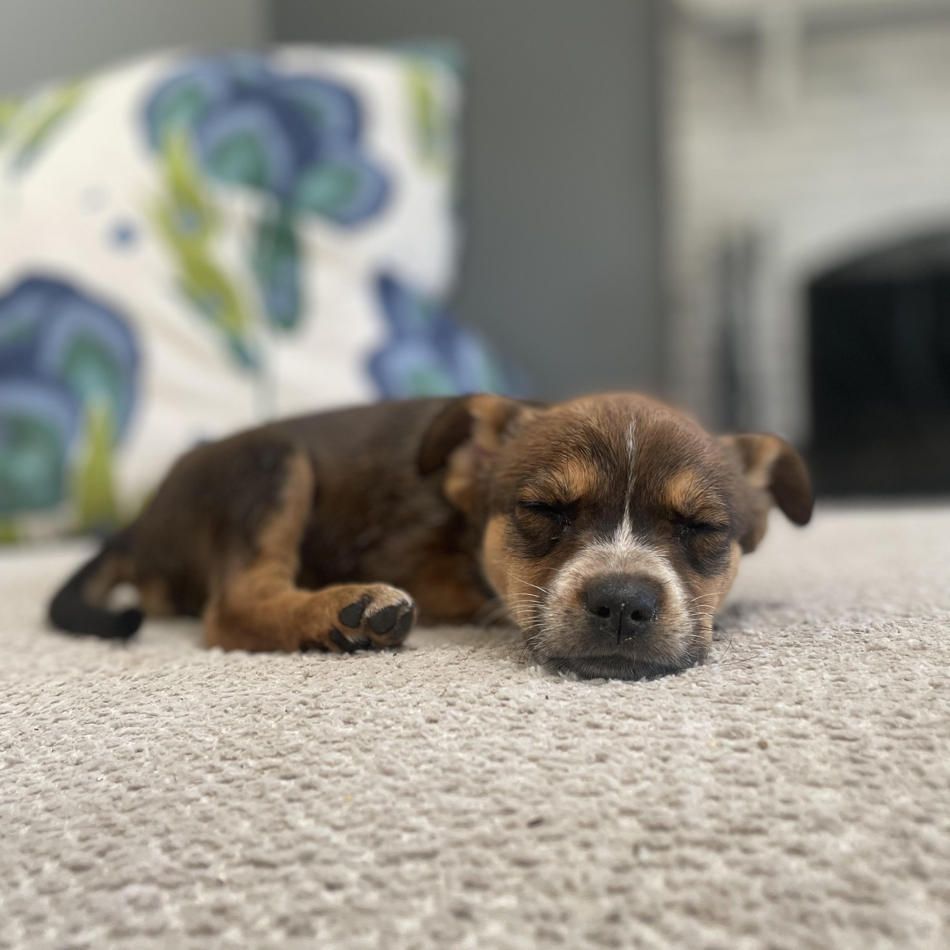 Enlarge Bingo, a Adoptable mixed breed in Rock Hill, SC image 3/6