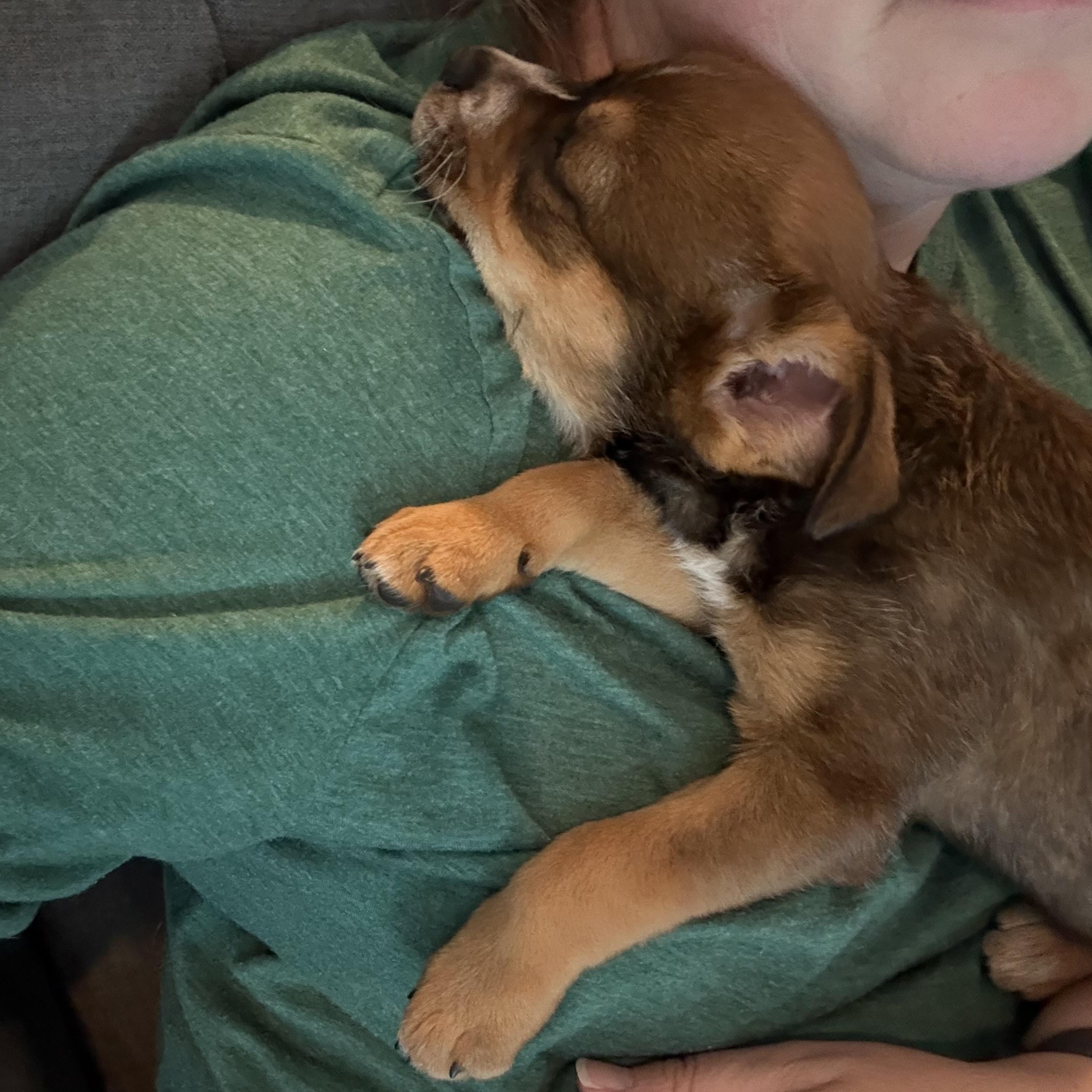 Enlarge Bingo, a Adoptable mixed breed in Rock Hill, SC image 6/6