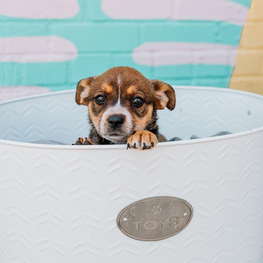 Enlarge Bingo, a Adoptable mixed breed in Rock Hill, SC image 4/6