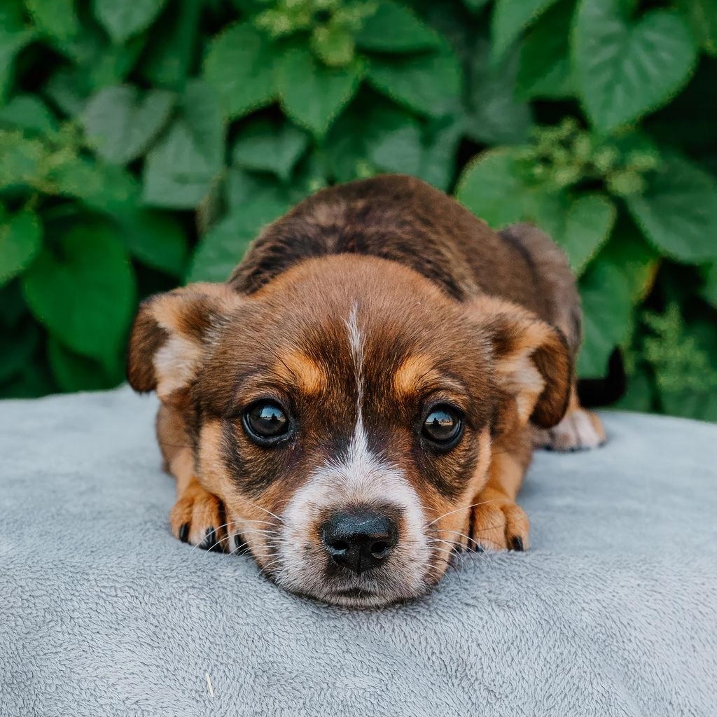 Bingo, Adoptable, Puppy Female Australian Cattle Dog / Blue Heeler & Mixed Breed.