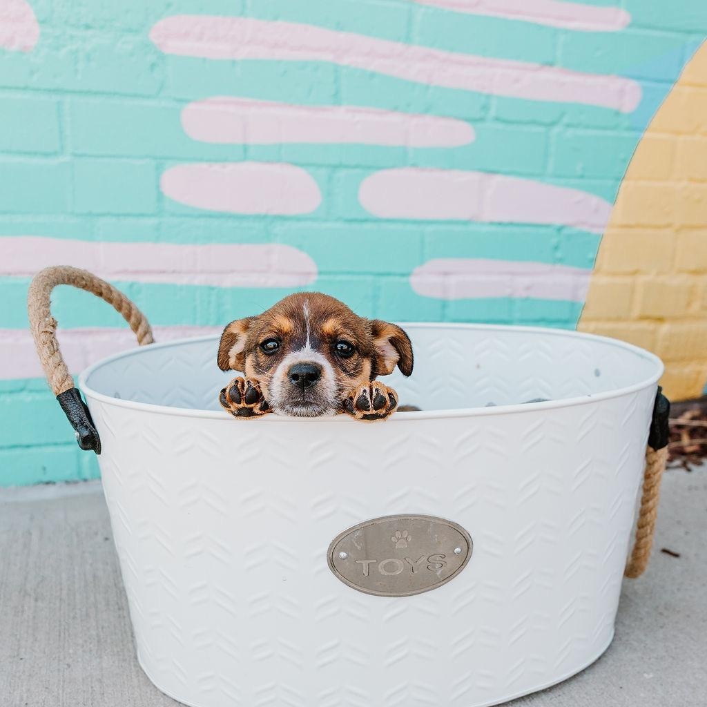 Enlarge Bingo, a Adoptable mixed breed in Rock Hill, SC image 2/6