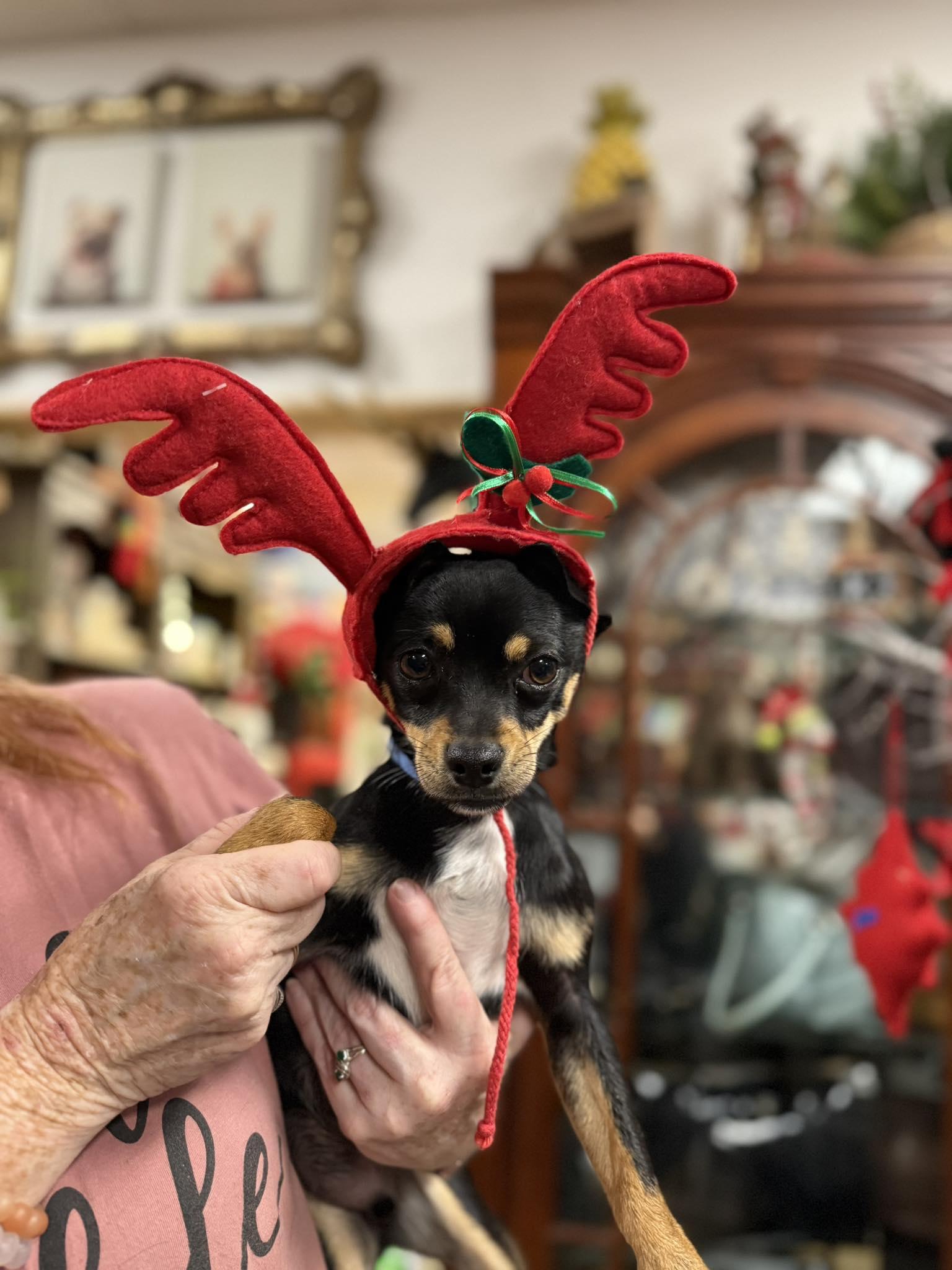 Ian, Adoptable, Young Male Chihuahua.