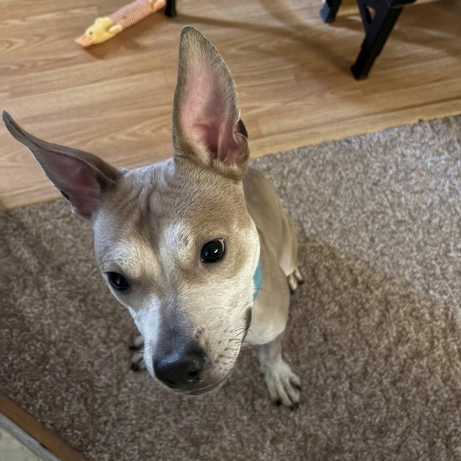 Enlarge Figgy, a ADOPTABLE mixed breed in Grafton, OH image 2/5