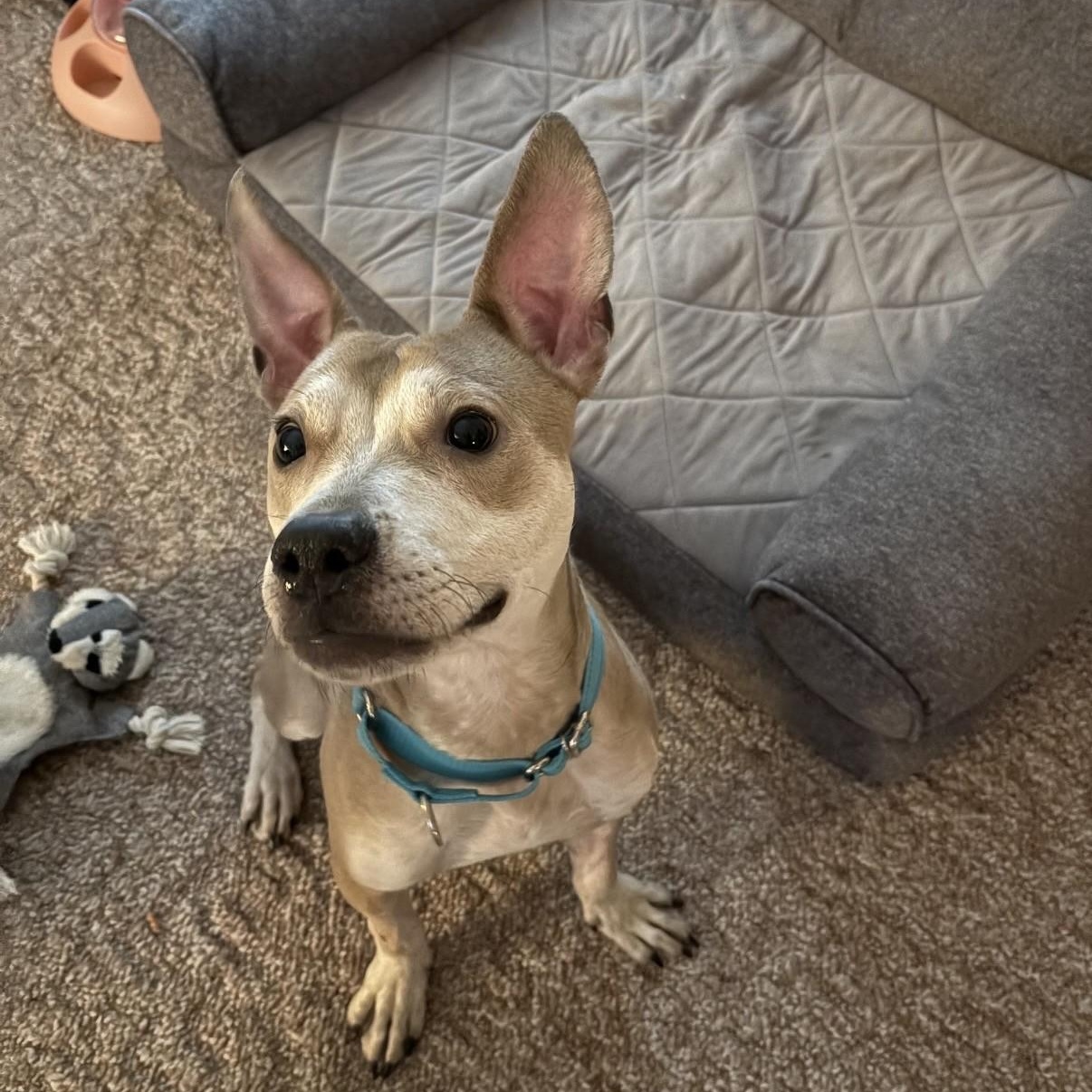 Enlarge Figgy, a ADOPTABLE mixed breed in Grafton, OH image 4/5