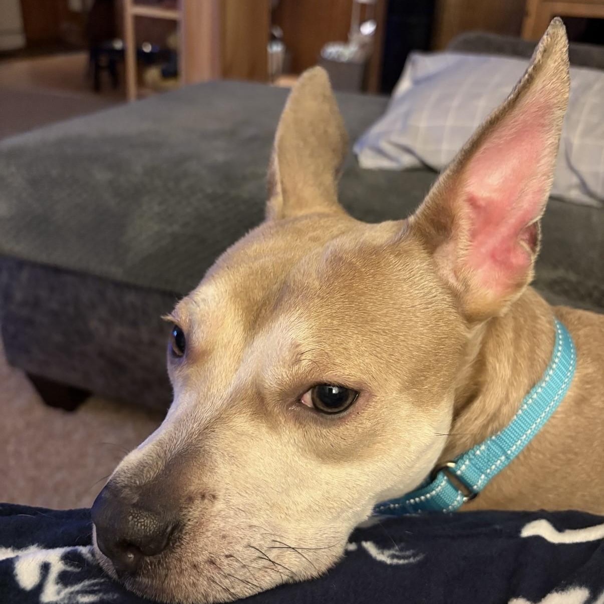 Enlarge Figgy, a ADOPTABLE mixed breed in Grafton, OH image 3/5