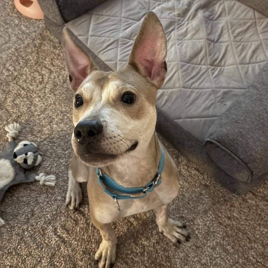 Figgy, ADOPTABLE, Young Male Pit Bull Terrier.