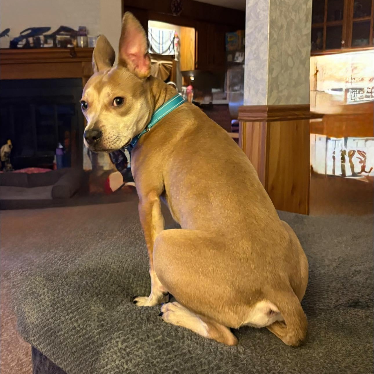 Enlarge Figgy, a ADOPTABLE mixed breed in Grafton, OH image 5/5