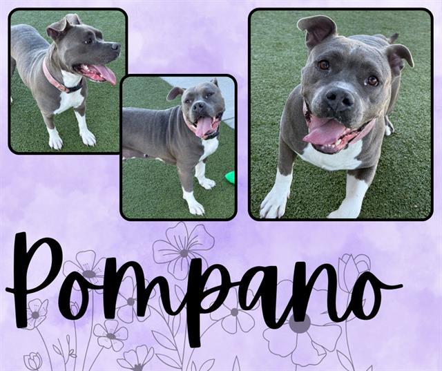 Enlarge POMPANO, a Adoptable Pit Bull Terrier in Pearland, TX image 2/2