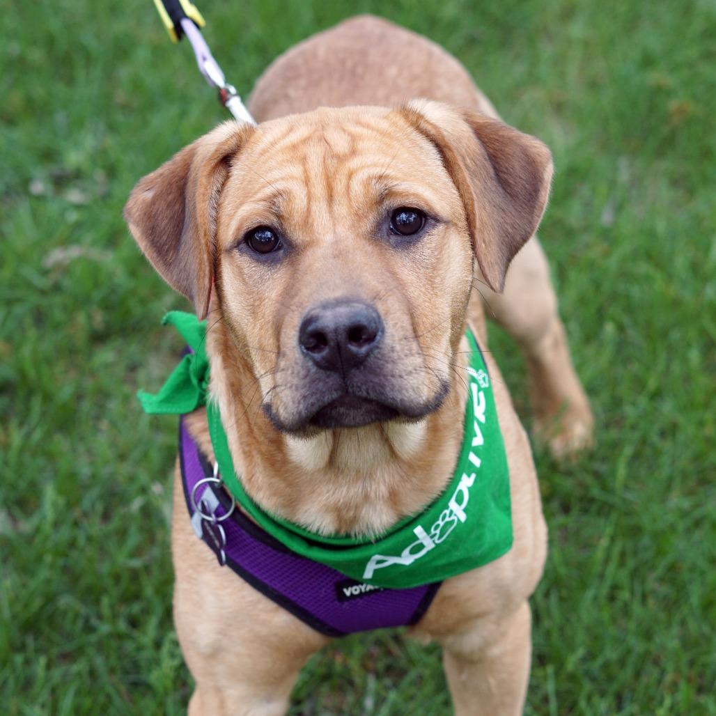 Pumpkin, Adoptable, Young Female Rottweiler & American Staffordshire Terrier.